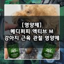 퍼피젤리 | [영양제] 기호성 좋은 츄어블 강아지 관절 영양제 추천 / 메디퍼피 액티브 M 강아지 근육 관절 영양제