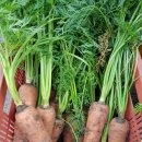 돌담 너머 하늘 이미지