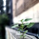 돌담과 초록 이미지