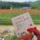 하늬목장 | 원주 용수골 양귀비축제 입장료 5,000원으로 즐기는 가성비 꿀팁과 먹거리