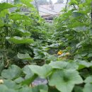 효성농장 이미지