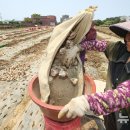 상모리-26 이미지