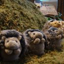 테지움사파리 이미지