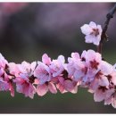 삼화리 이미지