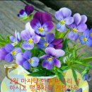 꽃길만걸어요 이미지