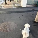 대구월배우체국 | 우체국 반려견동반 가능 여부 ㅣ 강아지랑 우체국 가기