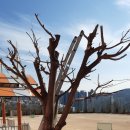 동평여자중학교 이미지