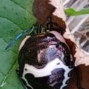 시감상과 창작 이미지