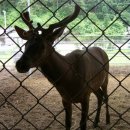 녹향사슴농장 이미지