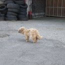 터줏대감 이미지