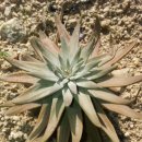 뚝심농장 이미지