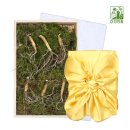 내삼 | 더진한팜 기운내삼 5년근 산양산삼 선물세트, 진심이 담긴 선물!