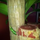 연세느티나무치과의원 이미지