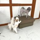 멍머니 2호점 이미지