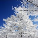 지리산 나무처럼 이미지