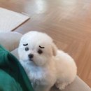 GOODLUCK 이미지