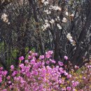 거제대금산 정상에서 바라본 참꽃과 거가대교 이미지