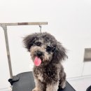 스마일댕댕 이미지