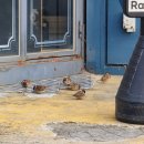 토리153 | [서울] 안국153, 오레노라멘 인사점, 오이뮤 북촌, 스모어 마켓, 아트선재센터, 서울스티커샵, 오설록티...