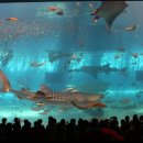 오키나와로 여행을 떠나요 이미지