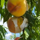 금봉 농장 이미지