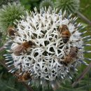 절굿대(볼헤드, 지구본 엉겅퀴, 골프공 엉겅퀴)-꿀 생산량 풍부한 약용식물 이미지