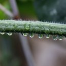 솔잎이슬 이미지