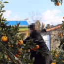 행복나무민박 이미지