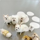 반려담애견유치원 이미지