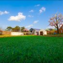 도그팰리스 이미지