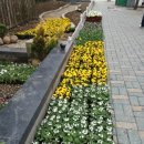 분당-363 이미지