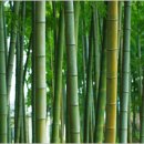 대나무 이미지