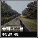 충남 서천 마량리 동백나무숲 개화 상황 실제 방문 후기