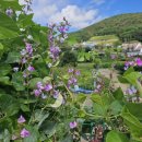 저구항민박 이미지