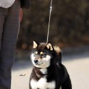 토우 이미지