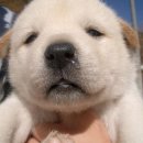 댕댕이# 이미지