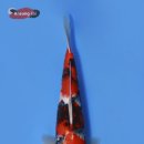 안성비단잉어 이미지