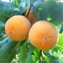 차랑농장 이미지