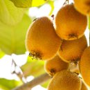 천국나무농원 이미지