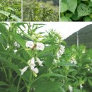 플러스신선식품 | 국산 들기름 냉압착 생들기름 농부플러스 오메가3 한의학박사 HACCP 인증 건강식품