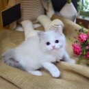 부산고양이분양 그린캣 이미지