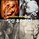 초록숲약국 | 13주부터 28주까지 임신 중기 주수일기 기록 🤰🏻