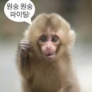 몽키샵