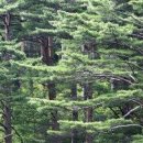 향기2로 이미지