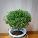 로즈마리 화원 이미지