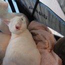 어니스트 동물병원 이미지