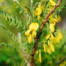 양구개느삼자생지 이미지