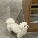 치코커피 이미지