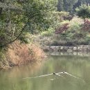 콩자반 애견유치원 이미지