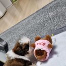 멍벤져스 이미지